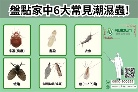 天花板有蜘蛛|【潮濕蟲】驚現黑色潮濕蟲？教你9大清除方法 